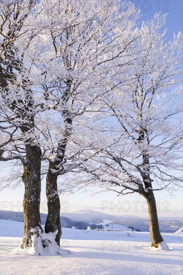 Weather beech trees