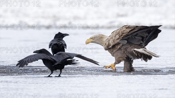 White-tailed eagle