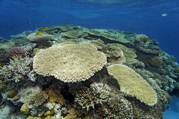 Koal reef