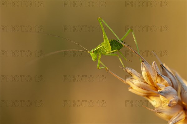 Great green bush cricket