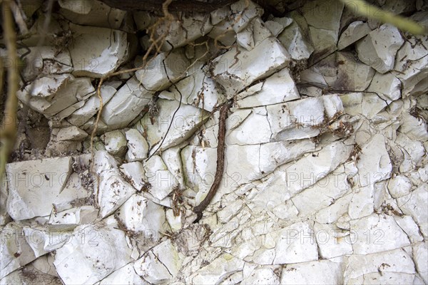 Close up of chalk rock showing bedding planes