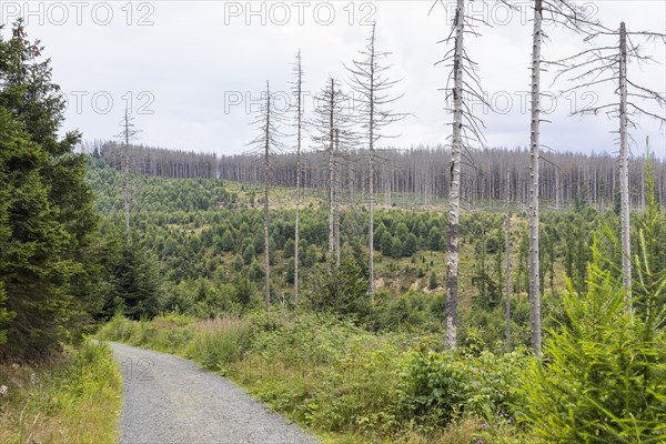 Large areas affected by forest dieback