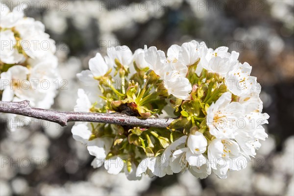 Branches with blossoms of the cherry