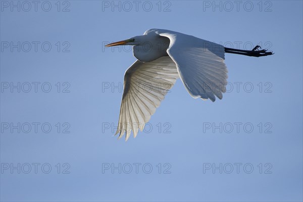 Great egret