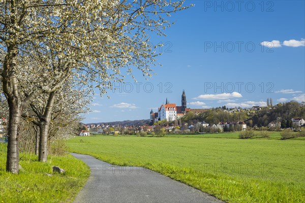 Blossoming cherry trees on the Elbe cycle path with a view of Albrechtsburg Castle