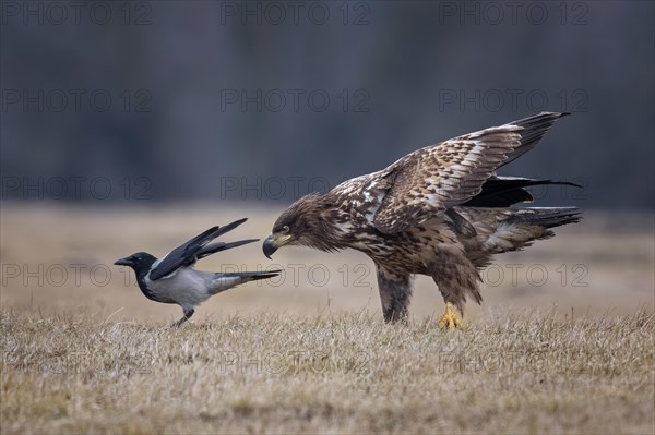 White-tailed eagle