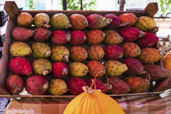 Cactus fruits and melons