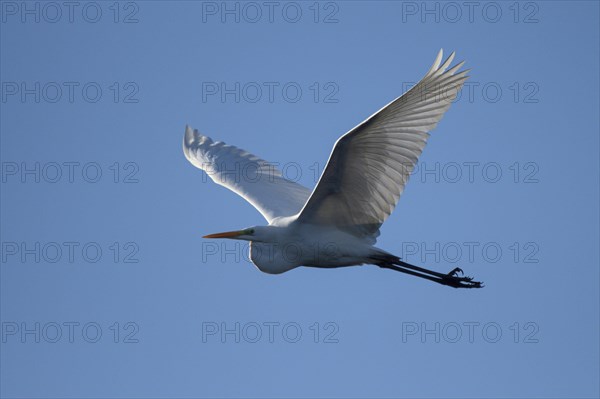 Great egret