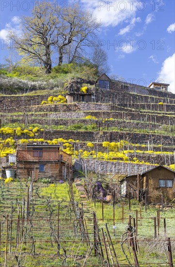 Flowering mountain madwort