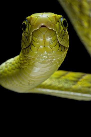 Western green mamba