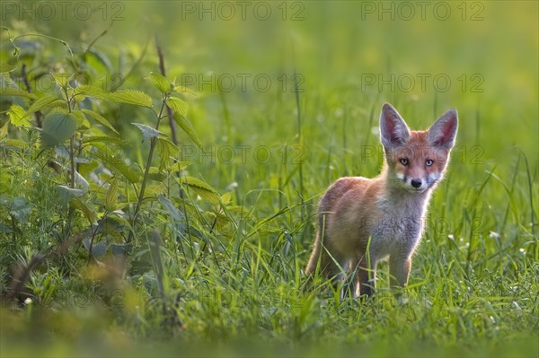 Red fox