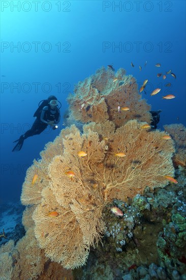 Diver looking at gorgonian fan