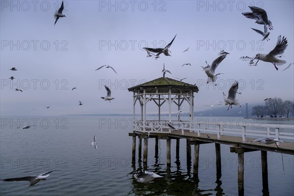 Seagulls flying