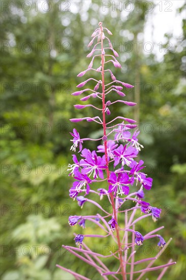 Blooming sallies