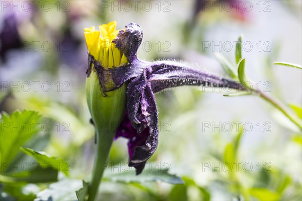 Withered flower of a petunias