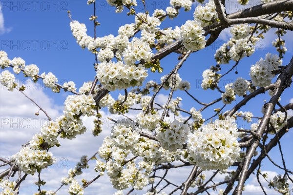 Branches with blossoms of the cherry