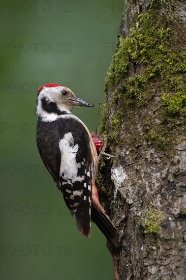 Middle spotted woodpecker