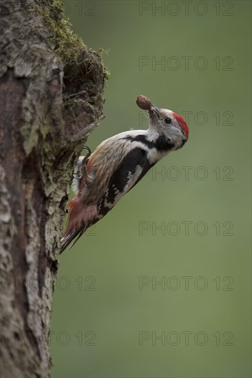 Middle spotted woodpecker