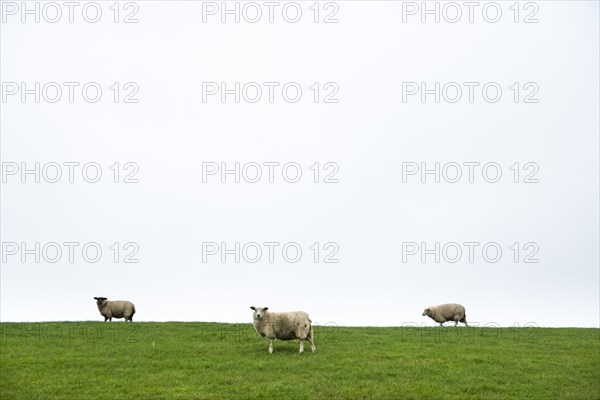 Three domestic sheep