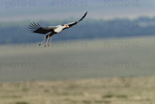 Secretary bird