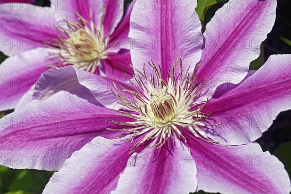 Clematis