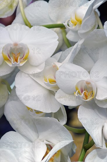 Moth orchid