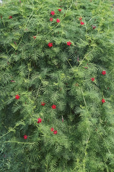 Cypress vine