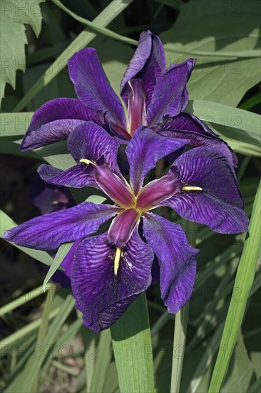 Louisiana iris