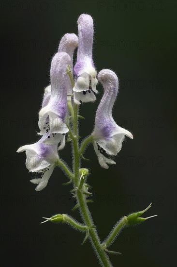 White monkshood