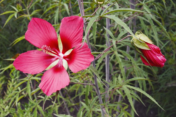 Scarlet rose mallow