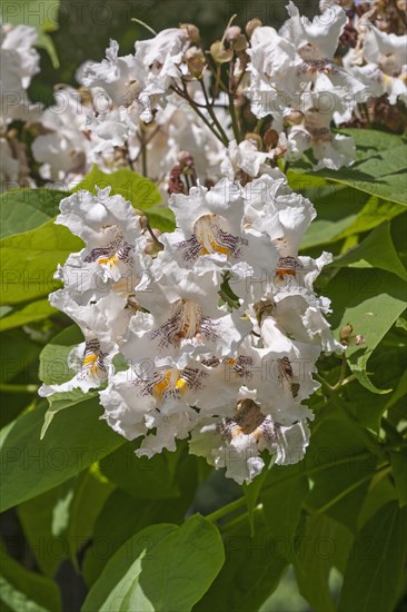 Northern catalpa