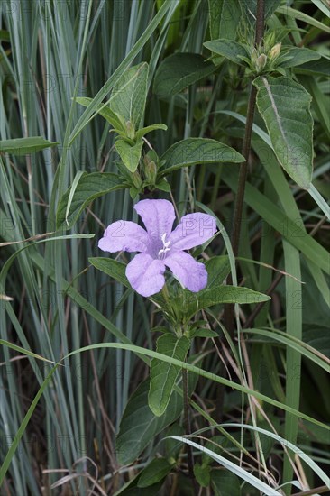 Brittons wild petunia