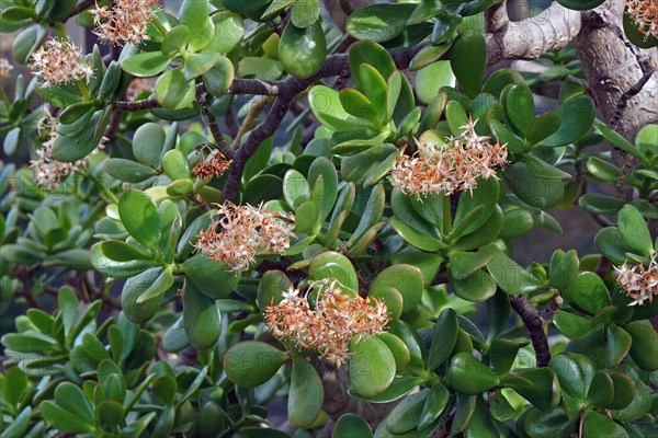 Jade plant