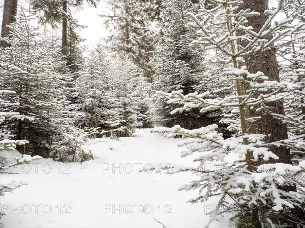 Winter landscape