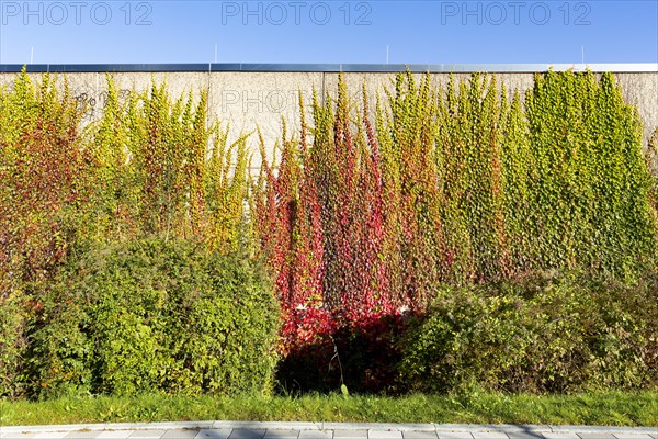 Facade greening with autumn leaves on a building of the Rhein-Sieg-Gymnasium