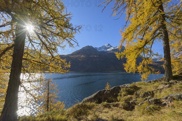 Lake Silsersee with colorful larch trees and sun in autumn