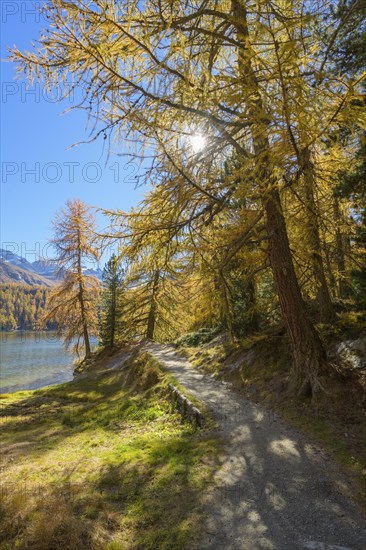 Path with colorful larch trees and sun in autumn