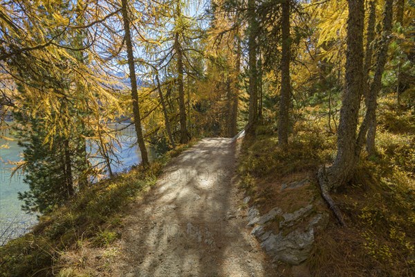 Path with colorful larch trees and sun in autumn