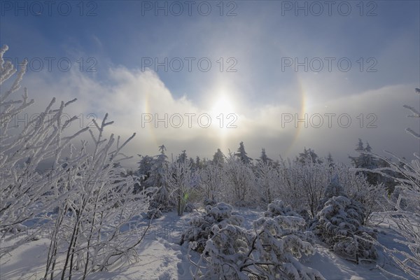 Snow covered coniferous trees with halo and sun in winter