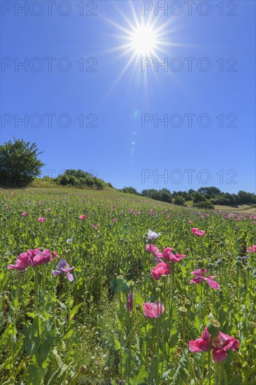 Opium poppy in the morning with sun