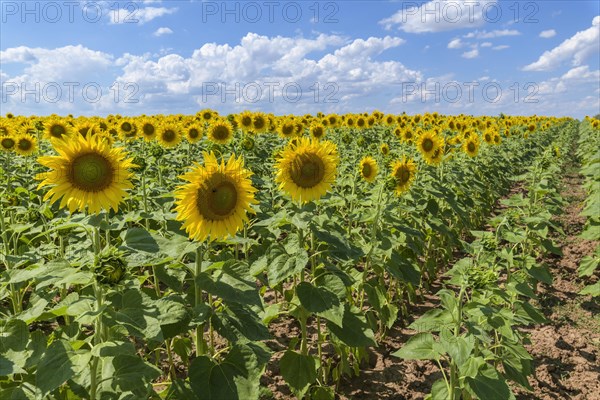 Blooming sunflower field in summer