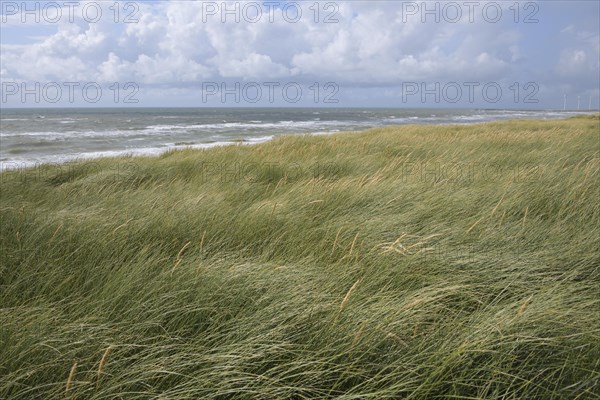 Dune landscape in the summer