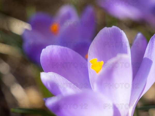 Woodland crocus