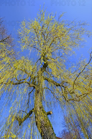 Weeping willow