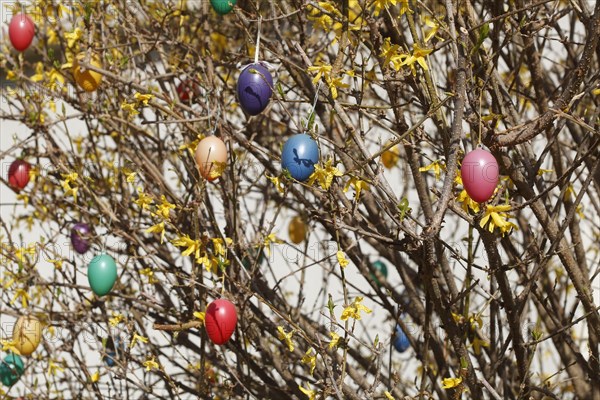 Colourful Easter eggs hanging from forsythia branches