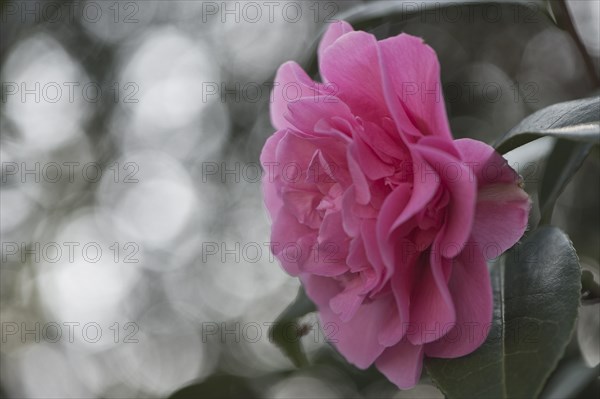 Japanese camellia