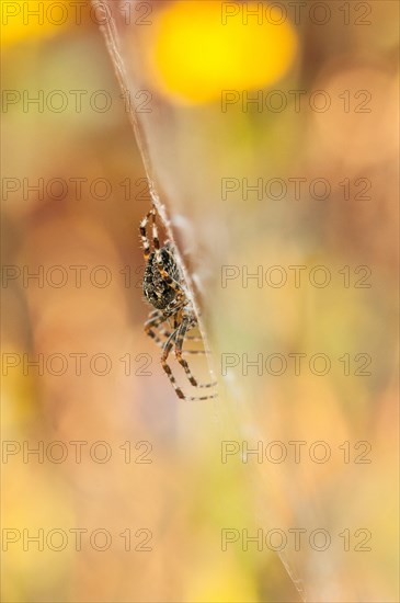 European garden spider