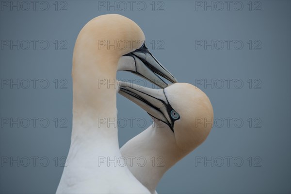 Northern gannet