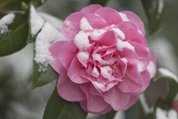 Japanese camellia