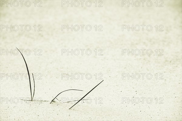 Marram Grass on sand